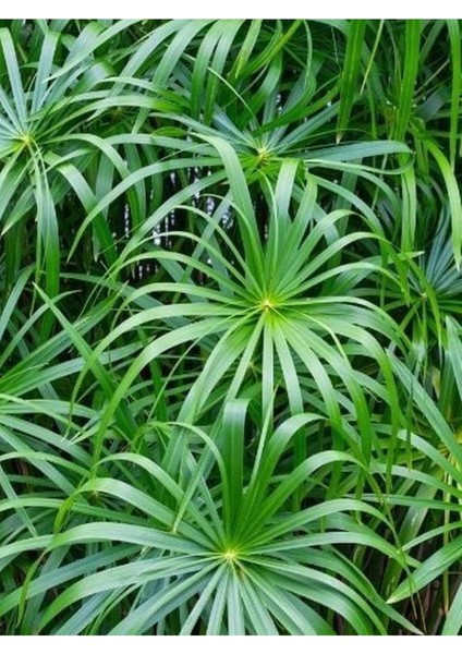 Parlak Yapraklı Japon Şemsiyesi Bitkisi 1 Adet Saksılı 40-60 cm (Cyperus Alternifolius)