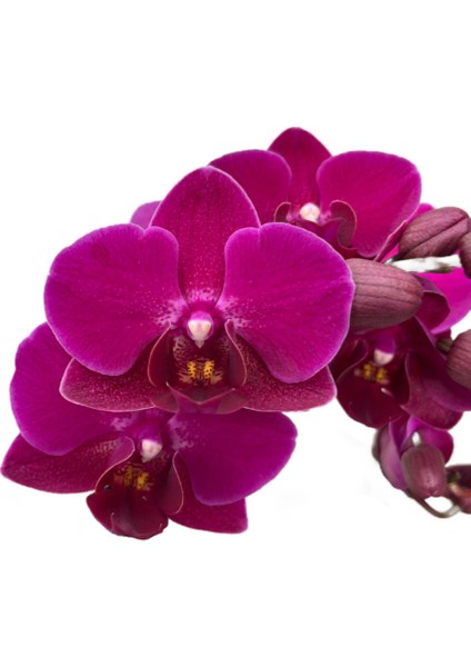 - Phalaenopsis 'Morelia' (Fuşya Orkide)