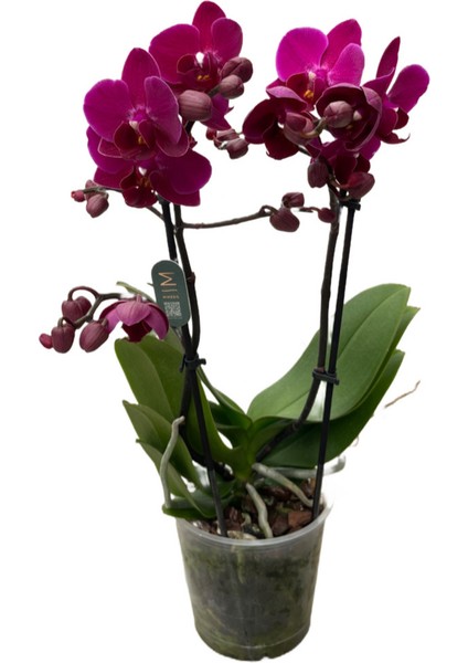 - Phalaenopsis 'Morelia' (Fuşya Orkide) fiyatları