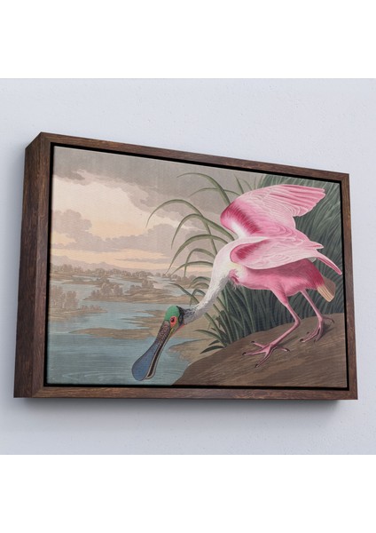 Çerçeveli John James Audubon - Pembe Kaşıkçı Kuşu TABLO-7120