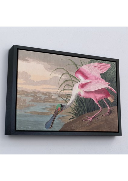 Çerçeveli John James Audubon - Pembe Kaşıkçı Kuşu TABLO-7120