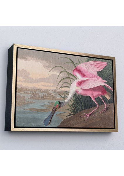 Çerçeveli John James Audubon - Pembe Kaşıkçı Kuşu TABLO-7120