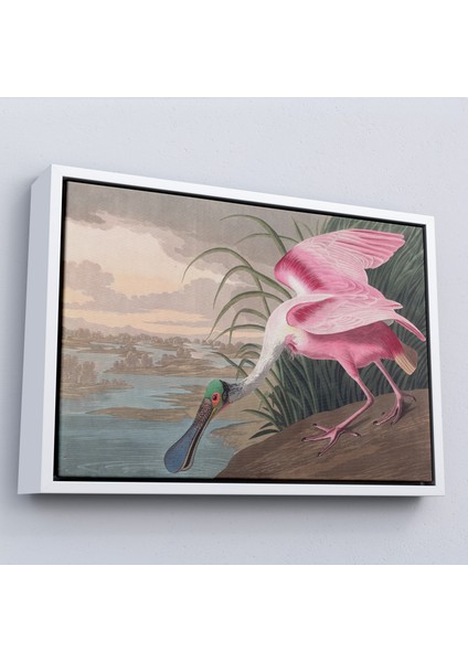 Çerçeveli John James Audubon - Pembe Kaşıkçı Kuşu TABLO-7120