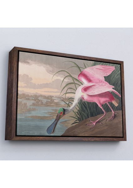 Çerçeveli John James Audubon - Pembe Kaşıkçı Kuşu TABLO-7120 fiyatları