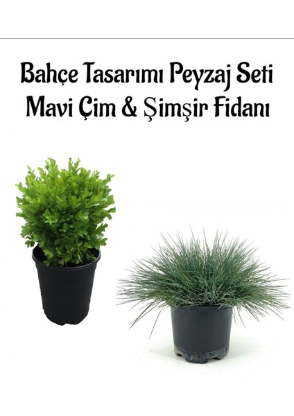 Mavi Çim 1 Adet Saksılı (10-20CM)+ÇALI ŞIMŞIRI(20-30CM) 1 Adet Bahçe Seti