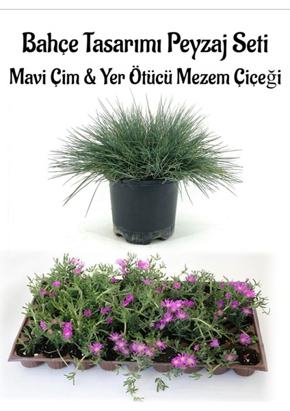 Mavi Çim 1 Adet Saksılı (10-20CM)+MEZEM Çiçeği 10 Adet Bahçe Seti