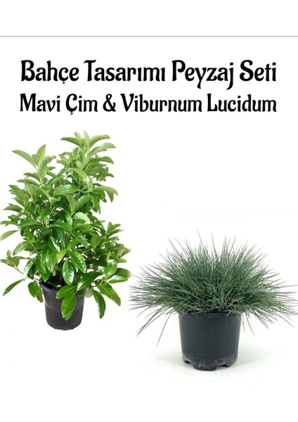 Mavi Çim 1 Adet Saksılı (10-20CM)+KARTOPU VIBURNUM(30-60CM) 1ADET Bahçe Seti