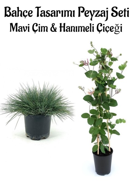 Mavi Çim 1 Adet Saksılı (10-20CM)+HANIMELI Çiçeği (30-60CM) 1ADET Bahçe Seti