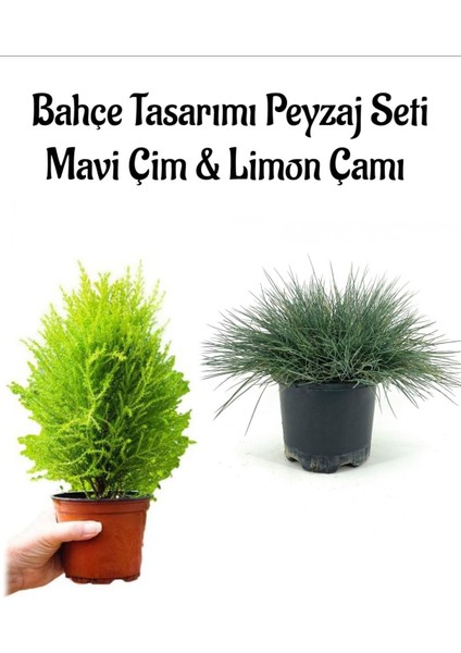 Mavi Çim 1 Adet Saksılı (10-20CM)+LIMON ÇAMI(30-60CM) 1ADET Bahçe Seti