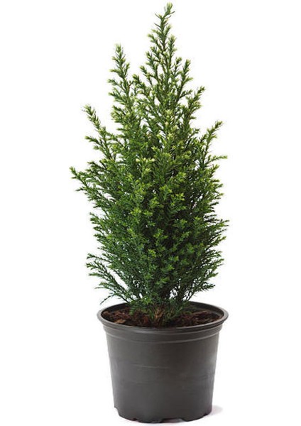 Mavi Çim 1 Adet Saksılı (10-20CM)+LIMON ÇAMI(30-60CM) 1ADET Bahçe Seti