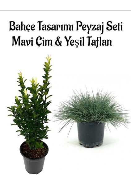Mavi Çim 1 Adet Saksılı (10-20CM)+YEŞIL TAFLAN(20-40CM) 1ADET Bahçe Seti