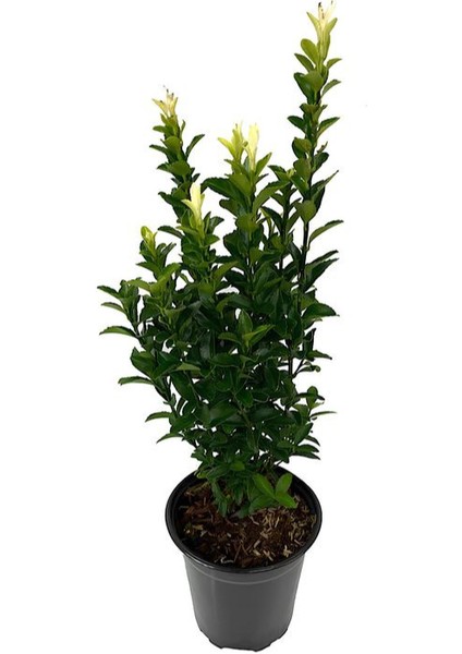 Mavi Çim 1 Adet Saksılı (10-20CM)+YEŞIL TAFLAN(20-40CM) 1ADET Bahçe Seti