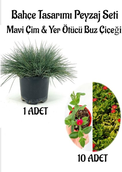 Mavi Çim 1 Adet Saksılı (10-20CM)+BUZ Çiçeği 10 Adet Bahçe Seti