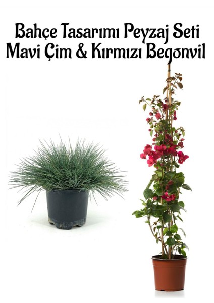 Mavi Çim 1 Adet Saksılı (10-20CM)+KIRMIZI BEGONVIL(40-80CM) Bahçe Seti