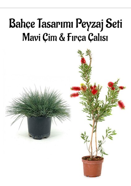 Mavi Çim 1 Adet Saksılı (10-20CM)+FIRÇA ÇALISI(30-60CM) 1 Adet Bahçe Seti