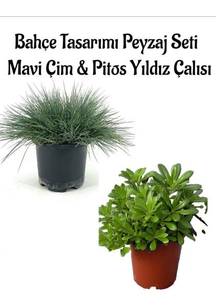 Mavi Çim 1 Adet Saksılı (10-20CM)+PITOS Yıldız ÇALISI(20-40CM) 1 Adet Bahçe Seti