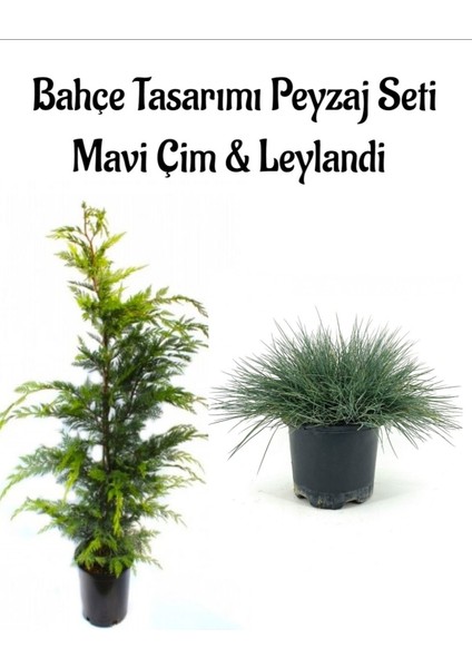 Mavi Çim 1 Adet Saksılı (10-20CM)+LEYLANDI ÇAM(30-60CM) 1ADET Bahçe Seti
