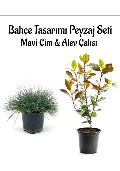 Mavi Çim 1 Adet Saksılı (10-20CM)+ALEV ÇALISI(30-60CM) 1 Adet Bahçe Seti