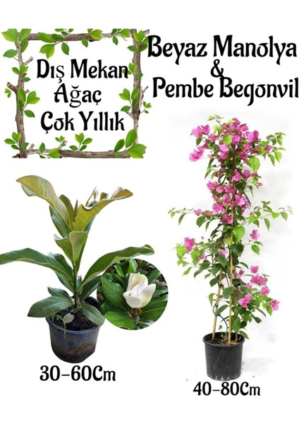 Kokulu Manolya Ağacı 1 Adet Saksılı+Pembe Begonvil 1 Adet Saksılı Bahçe Seti