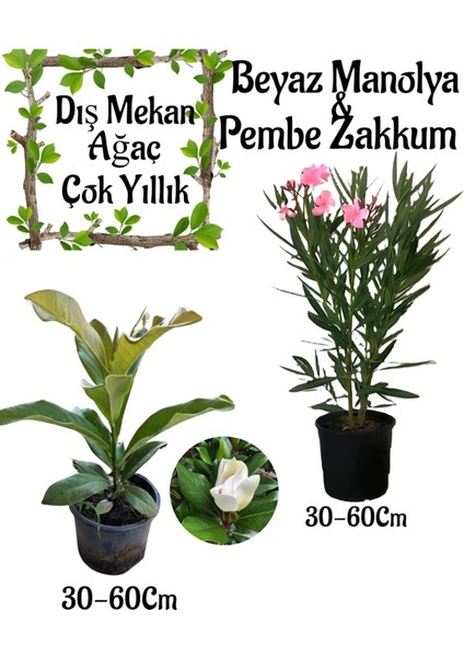 Manolya Ağacı 1 Adet Saksılı+Pembe Zakkum1 Adet Saksılı Bahçe Seti