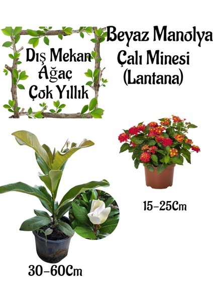 Kokulu Manolya Ağacı 1 Adet Saksılı+Sarı Kırmızı Çalı Minesi 1 Adet Saksılı Bahçe Seti