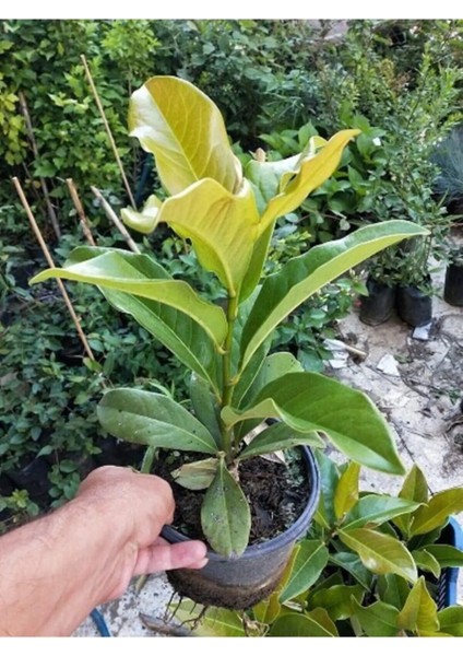 Kokulu Manolya Ağacı 1 Adet Saksılı+Sarı Kırmızı Çalı Minesi 1 Adet Saksılı Bahçe Seti
