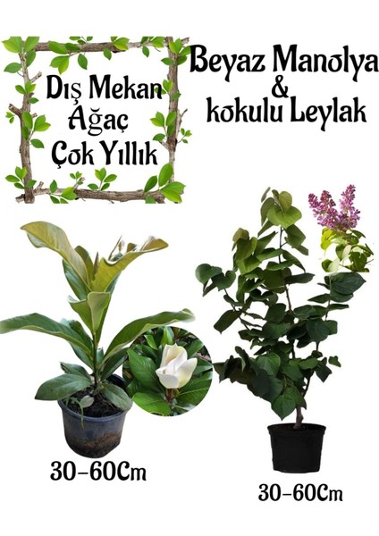 Kokulu Manolya Ağacı 1 Adet Saksılı+Leylak Ağacı1 Adet Saksılı Bahçe Seti
