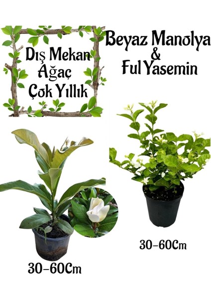 Kokulu Manolya Ağacı 1 Adet Saksılı+Ful Yasemin Çiçeği 1 Adet Saksılı Bahçe Seti