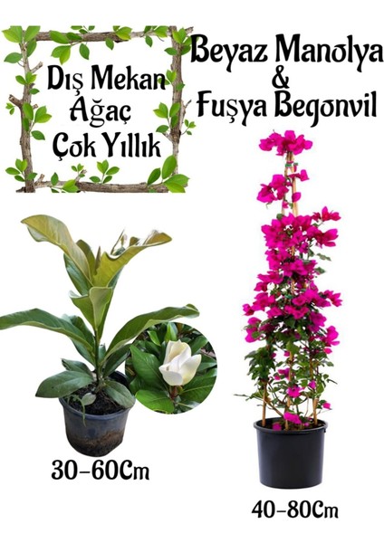 Kokulu Manolya Ağacı 1 Adet Saksılı+Fuşya Renk Begonvil 1 Adet Saksılı Bahçe Seti
