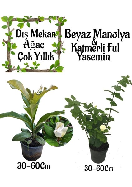 Kokulu Manolya Ağacı 1 Adet Saksılı+Katmerli Ful Yasemin Çiçeği 1 Adet Saksılı Bahçe Seti