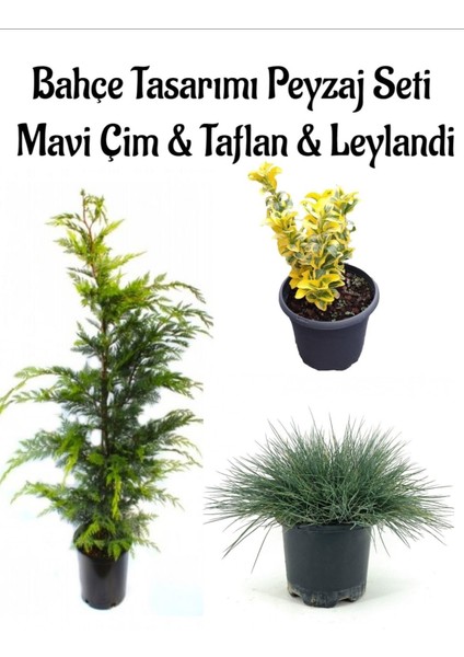 Mavi Çim 1 Adet Saksılı (10-20CM)+ALTUNI TAFLAN(20-40CM)+LEYLANDI Çam 1ADET Bahçe Seti