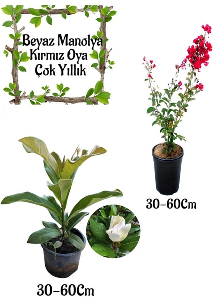 Kokulu Manolya Ağacı 1 Adet Saksılı+Kırmızı Oya Ağacı 1 Adet Saksılı Bahçe Seti