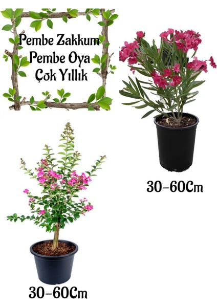 Pembe Zakkum Çiçeği 1 Adet+ Pembe Oya Ağacı 1 Adet Saksılı Bahçe Seti