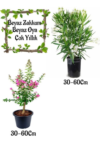 Beyaz Zakkum Çiçeği 1 Adet+ Pembe Oya Ağacı 1 Adet Saksılı Bahçe Seti