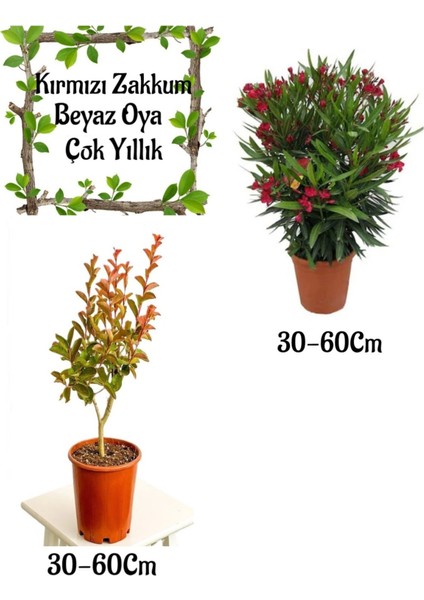 Kırmızı Zakkum Çiçeği 1 Adet+ Beyaz Oya Ağacı 1 Adet Saksılı Bahçe Seti