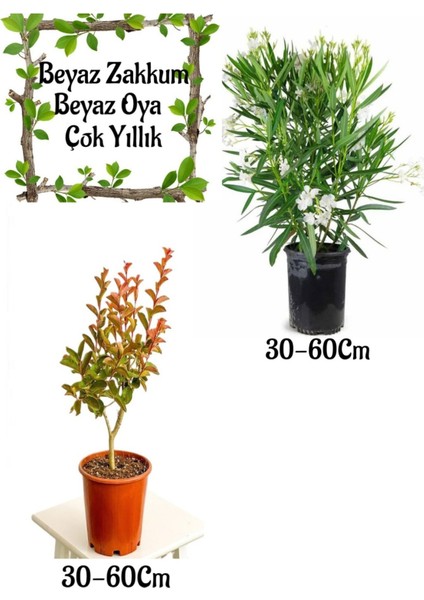 Beyaz Zakkum Çiçeği 1 Adet+ Beyaz Oya Ağacı 1 Adet Saksılı Bahçe Seti