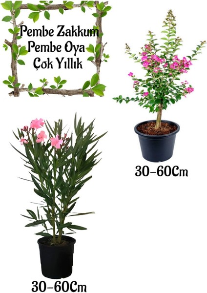 Pembe Zakkum Çiçeği 1 Adet+ Pembe Oya Ağacı 1 Adet Saksılı Bahçe Seti