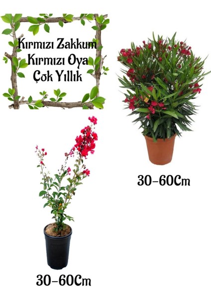 Kırmızı Zakkum Çiçeği 1 Adet+ Kırmızı Oya Ağacı 1 Adet Saksılı Bahçe Seti