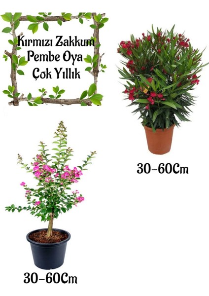 Kırmızı Zakkum Çiçeği 1 Adet+ Pembe Oya Ağacı 1 Adet Saksılı Bahçe Seti