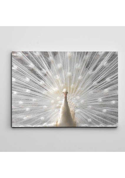 Beyaz Tavus Kuşu Kanvas Tablo