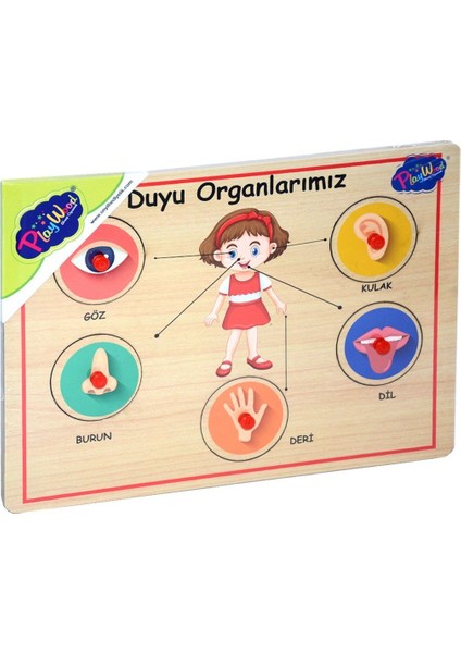 166/167 Onyıl, Ahşap Tutmalı Organlar