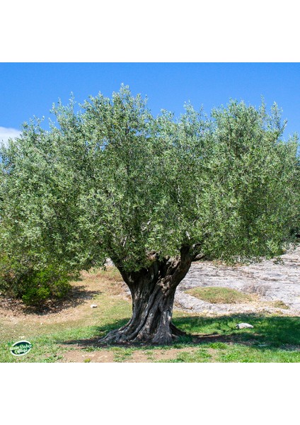 Zeytin Yaprağı 50 gr.