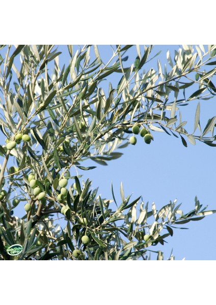 Zeytin Yaprağı 50 gr.