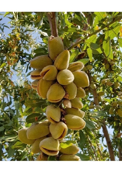 Doğan Fidancılık 2 Çeşit Meyve Fidanı Yeşil Can Erik ve Badem