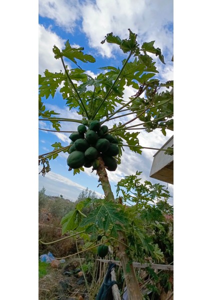 Tüplü Iri Meyveli Papaya Fidanı