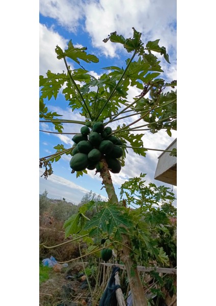 Tüplü Iri Meyveli Papaya Fidanı