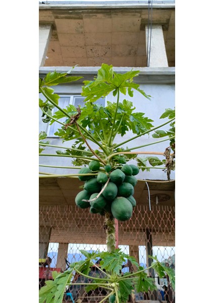 Tüplü Iri Meyveli Papaya Fidanı