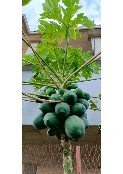 Tüplü Iri Meyveli Papaya Fidanı