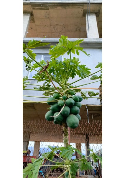 Tüplü Iri Meyveli Papaya Fidanı