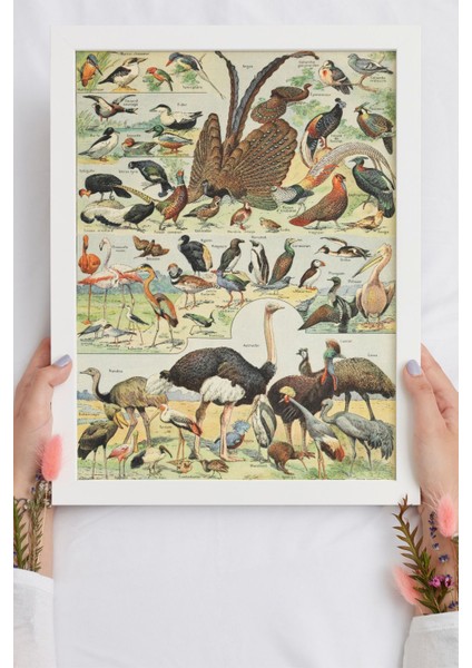 Kuşlar-Birds-Adolphe Millot/vintage/ Ahşap Çerçeveli Poster/çerçeve Rengi:beyaz